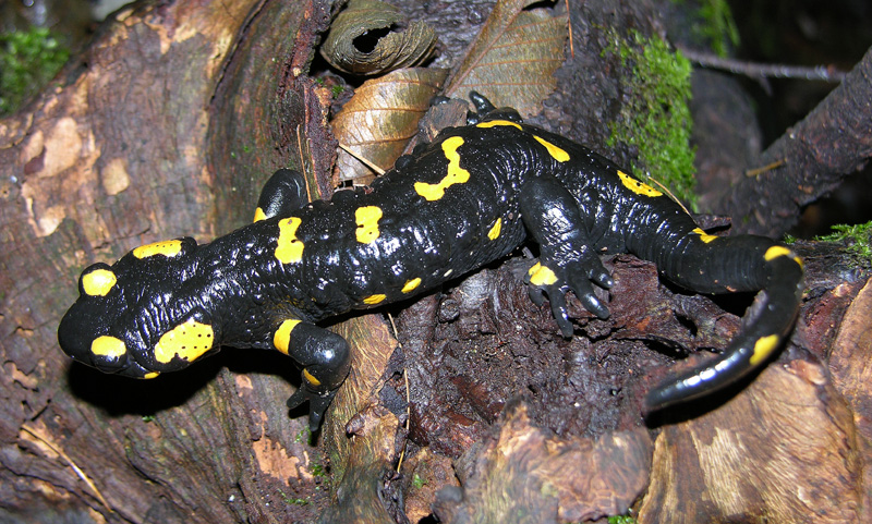 Salamandra salamandra